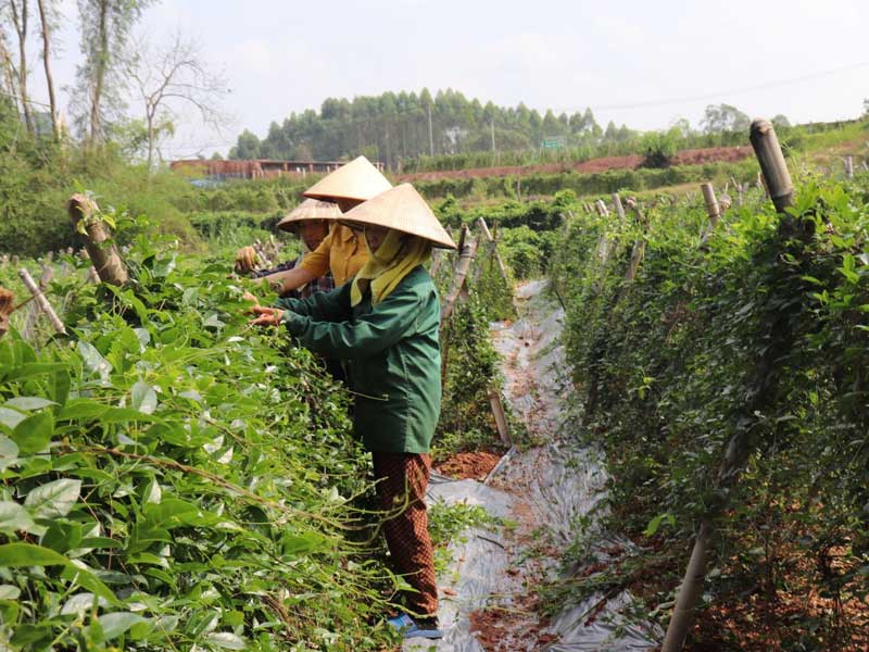 sieu bao yagi nong nghiep