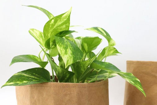 Washable paper planter bags - The perfect eco-friendly solution for your plants